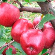 Саженцы яблони - от питомника саженцев Орогодный дом, Крым