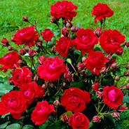 Саженцы чайно-гибридных роз - от питомника саженцев Орогодный дом, Крым
