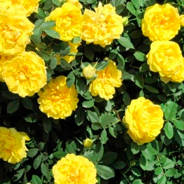 Саженцы бордюрных роз - от питомника саженцев Орогодный дом, Крым