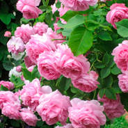 Саженцы английских роз - от питомника саженцев Орогодный дом, Крым