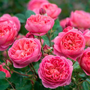 Саженцы парковой розы Флорибунда - от питомника саженцев Орогодный дом, Крым