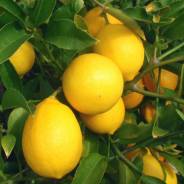 Саженцы лимона - от питомника саженцев Орогодный дом, Крым