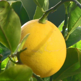 Лимон Пандероза - от питомника саженцев Орогодный дом, Крым