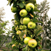 Колоновидная яблоня Икша - от питомника саженцев Орогодный дом, Крым
