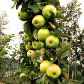 Колоновидная яблоня Икша - от питомника саженцев Орогодный дом, Крым