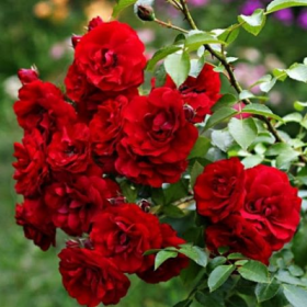 Плетистая роза Амадеус - от питомника саженцев Орогодный дом, Крым