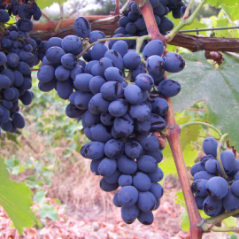 Виноград винный  Саперави - от питомника саженцев Орогодный дом, Крым