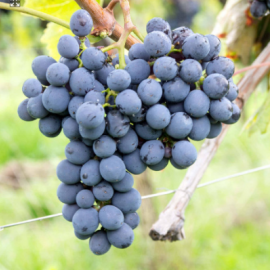 Виноград винный  Санджовезе - от питомника саженцев Орогодный дом, Крым