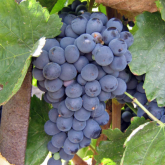 Виноград винный Сира - от питомника саженцев Орогодный дом, Крым