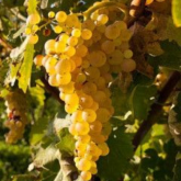 Виноград винный Уньи блан - от питомника саженцев Орогодный дом, Крым