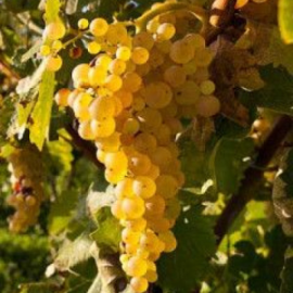 Виноград винный Уньи блан - от питомника саженцев Орогодный дом, Крым