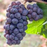 Виноград винный Пино Гри - от питомника саженцев Орогодный дом, Крым