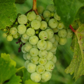 Виноград винный Белый Кокур - от питомника саженцев Орогодный дом, Крым