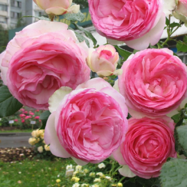 Роза плетистая Иден Роуз - от питомника саженцев Орогодный дом, Крым