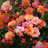 Роза почво-покровная Джаз - от питомника саженцев Орогодный дом, Крым