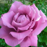 Роза флорибунда Дойче Велле - от питомника саженцев Орогодный дом, Крым