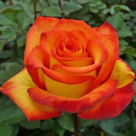 Роза чайно -гибридная Золотая Магия - от питомника саженцев Орогодный дом, Крым