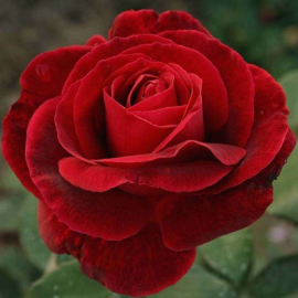 Роза чайно-гибридная Норита - от питомника саженцев Орогодный дом, Крым