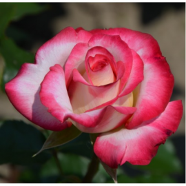 Роза флорибунда Арифа - от питомника саженцев Орогодный дом, Крым