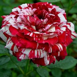 Роза чайно-гибридная Хулио Иглесиас - от питомника саженцев Орогодный дом, Крым
