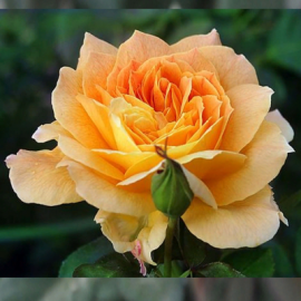 Роза  чайно-гибридная Жан Жионо - от питомника саженцев Орогодный дом, Крым