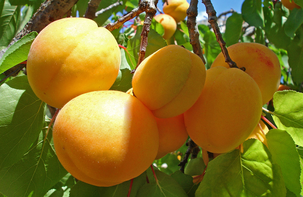 плоды крымских саженцев абрикоса