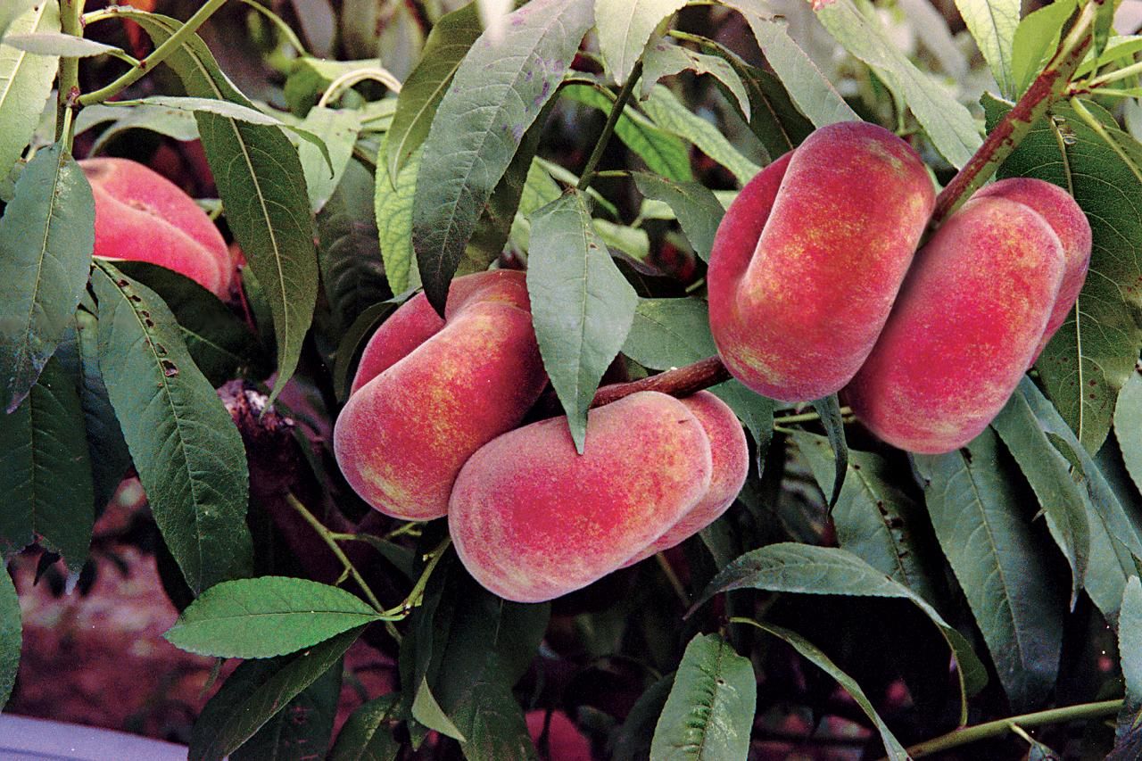 Персик сорта Инжирный пинк ринг в питомнике «Огородный дом»