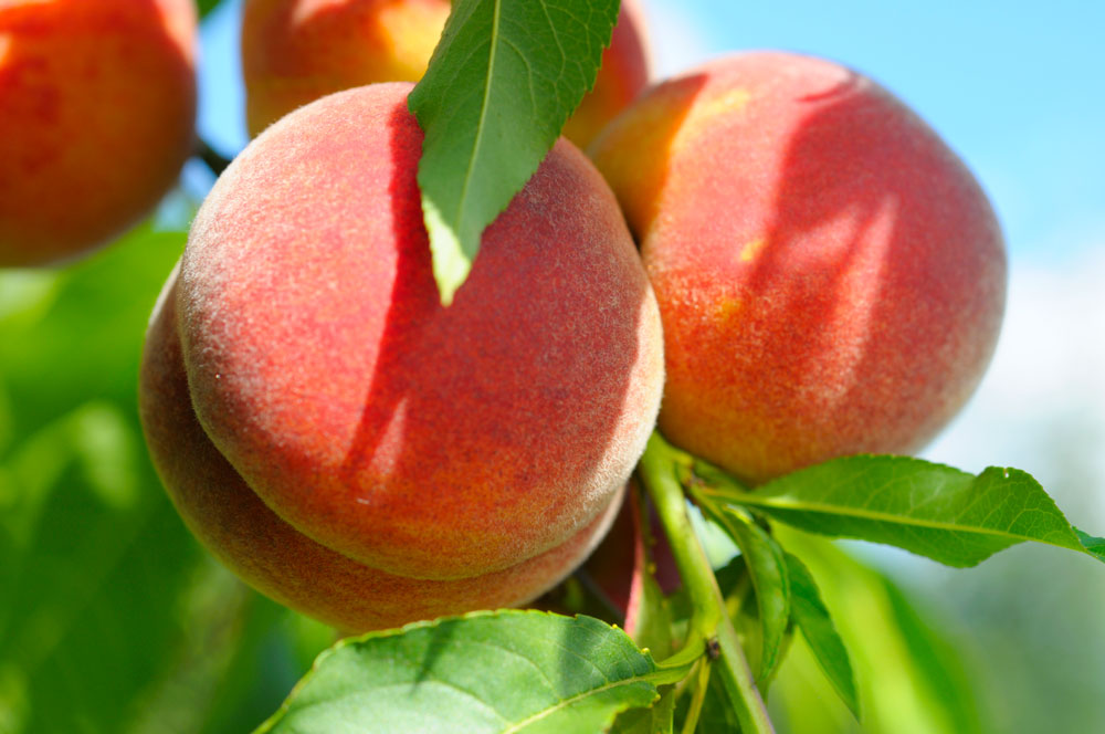 Персик сорта Ореховый в питомнике «Огородный дом»