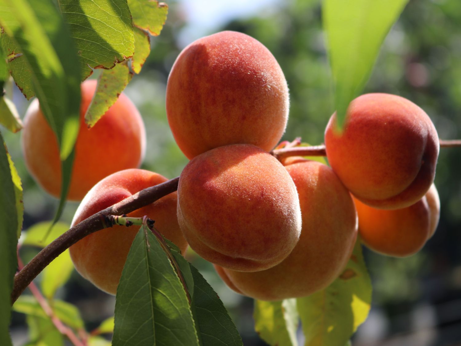 Персик сорта Ред хейвен в питомнике «Огородный дом»