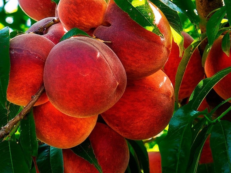 Плоды садженцов персика