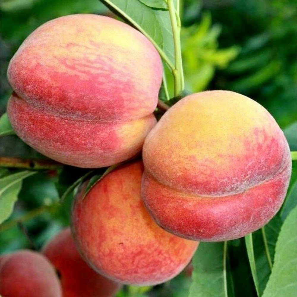 Персик сорта Харроу даймонд в питомнике «Огородный дом»